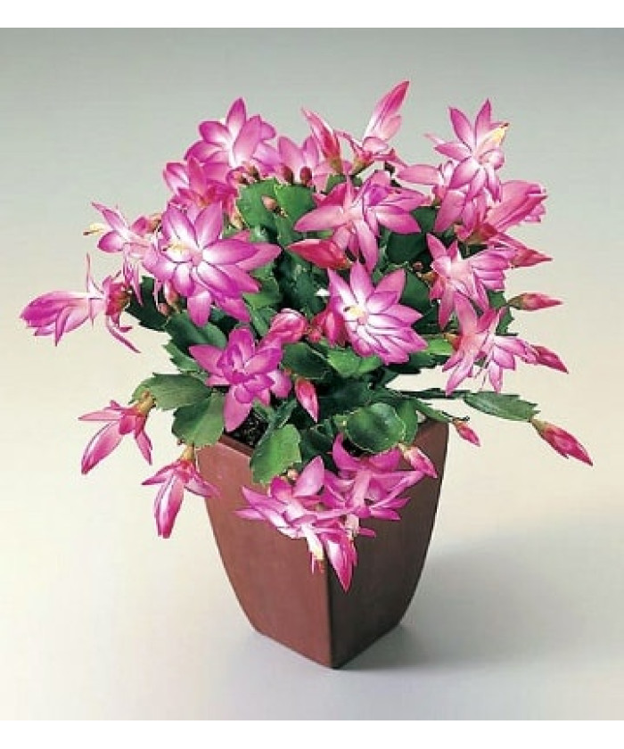 Шлюмбергера 10х20см