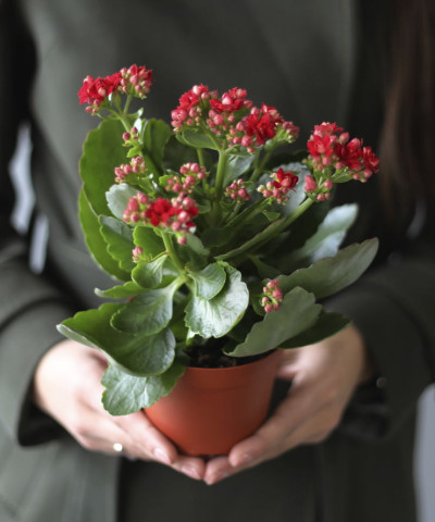 "Вера" - Каланхое Каландива d7 h12