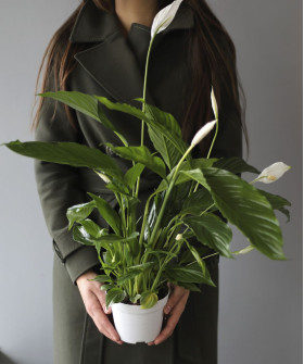 Спатифиллум Бинго Купидо, в асс. (D-13; H-55)