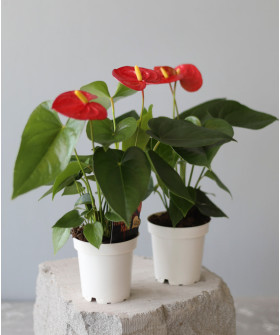 "Мэтью" - Антуриум Карма Оранж красный (D-10; H-35)