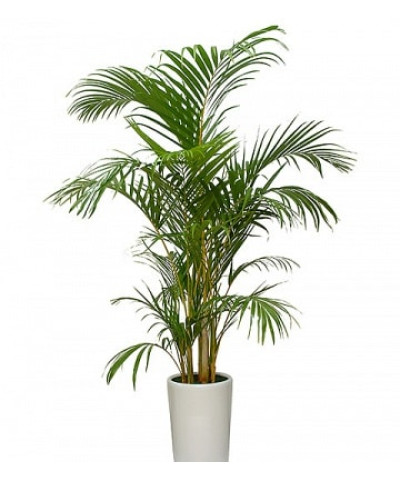 Арека Хризалидокартпус 21/100см