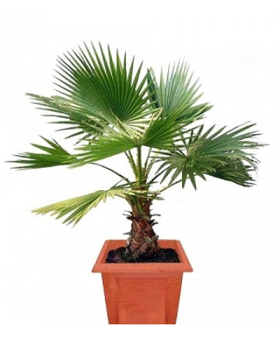 Вашингтония Филифера 21х90 см