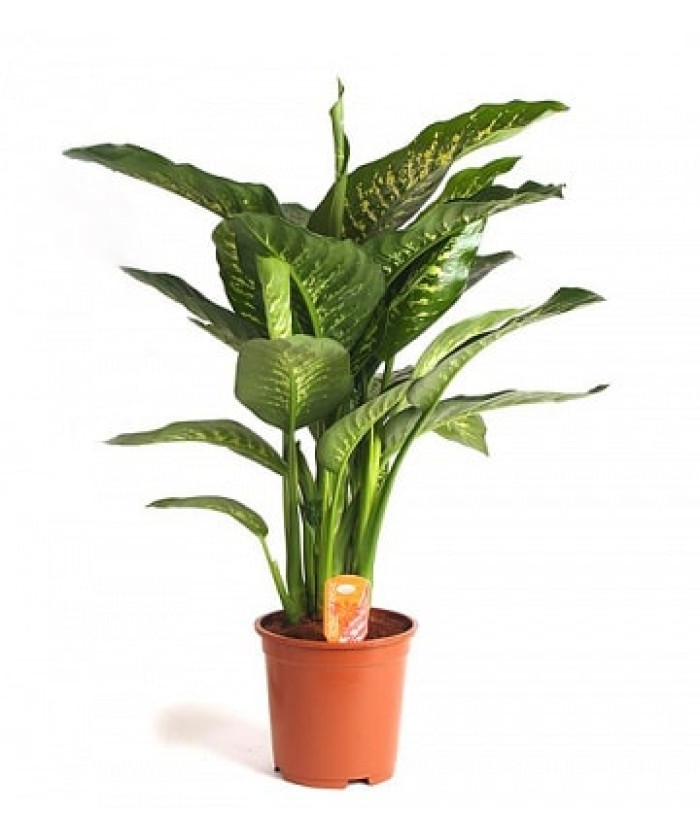 Диффенбахия Тропик Сноу 17/50см