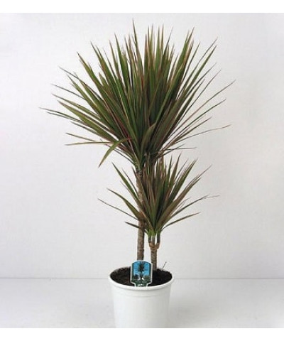 Драцена Биколор 17/85см