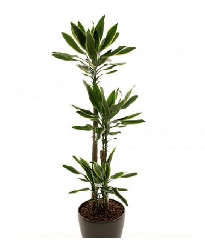 Драцена Голд Кост 21/110см