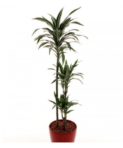 Драцена Рики 24/140см