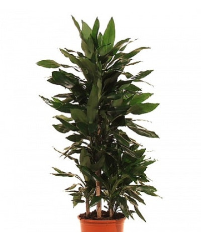 Драцена Стендери 24/110см