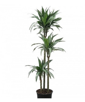 Драцена Улисес 24/150см 