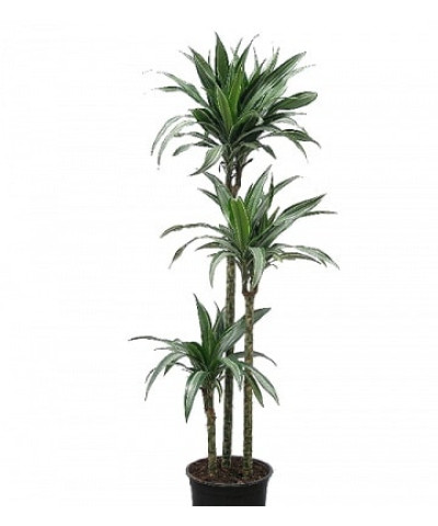 Драцена Улисес 24/150см 