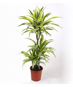 Драцена Фрагранс Лемон 21/100см 