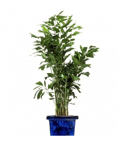 Кариота Митис 21х110см