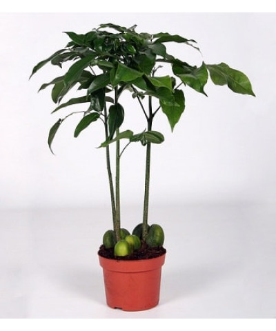 Кастаноспермум 15х50 см