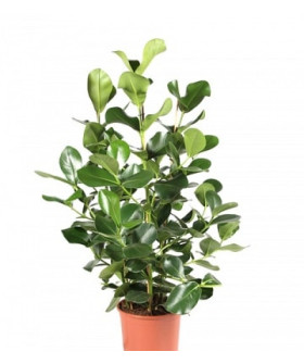 Клузия Розея 15Х55 см