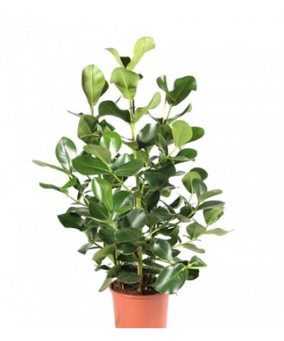 Клузия Розея 15Х55 см