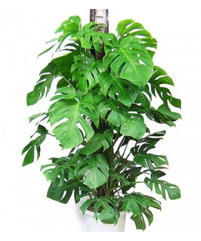 Монстера 23х120см