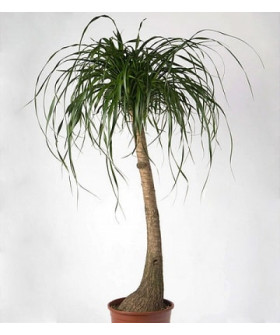 Нолина 19/55см