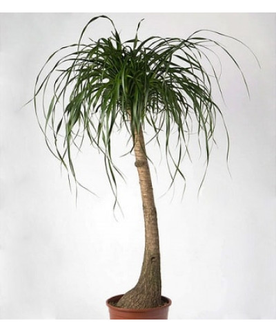 Нолина 19/55см