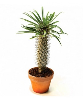 Пахиподиум Ламера  11х20см