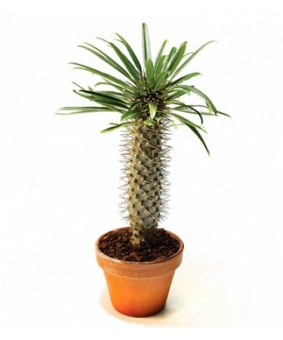 Пахиподиум Ламера  11х20см