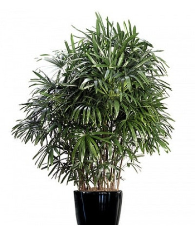 Рапис Эксельса 45х190см