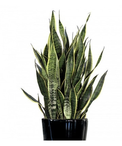 Сансевиерия Лаурентия 17х65см