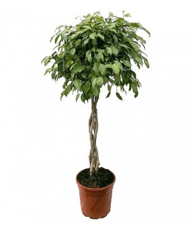 Фикус Бендж Экзотика переплетенный 23/100см