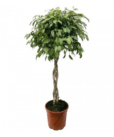 Фикус Бендж Экзотика переплетенный 23/100см