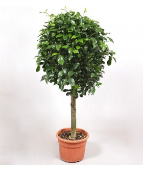 Фикус Нитида 31х130см