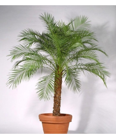 Финик Робелена 30/180см