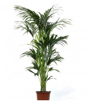 Ховея Форстера 19х90см