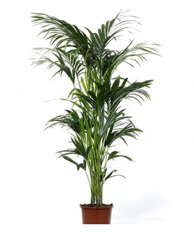 Ховея Форстера 19х90см