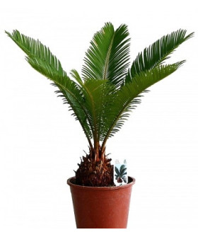 Цикас Революта 12х45см