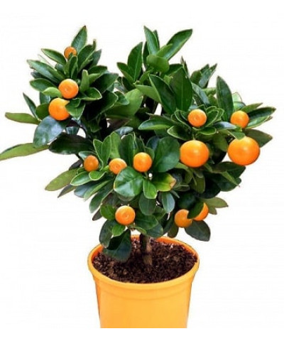 Цитрофортунелла Каламондин 15х40см