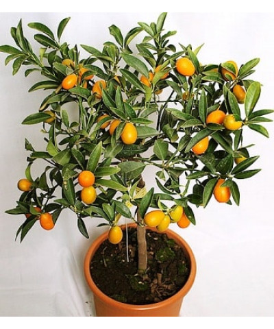 Цитрофортунелла Кумкват штамб 21х70см