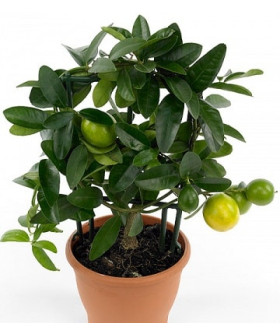 Цитрофортунелла Лимон на решетке 12х40см