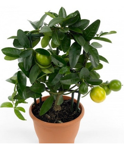 Цитрофортунелла Лимон на решетке 12х40см