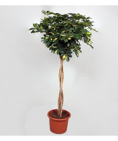 Шеффлера Голд Капелла переплетенная 27х130см