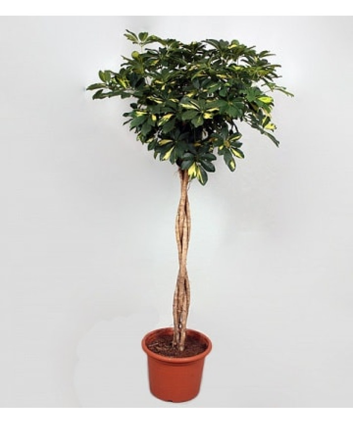 Шеффлера Голд Капелла переплетенная 27х130см