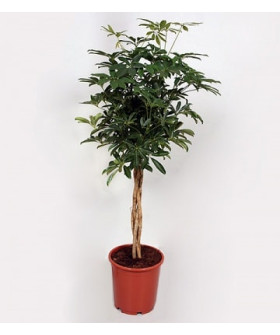 Шеффлера Компакта переплетенная 27х130см