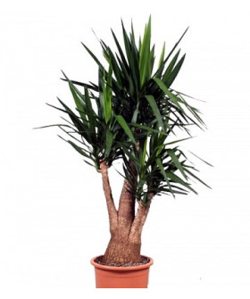 Юкка Бранч 21х80см