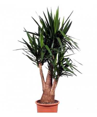 Юкка Бранч 21х80см