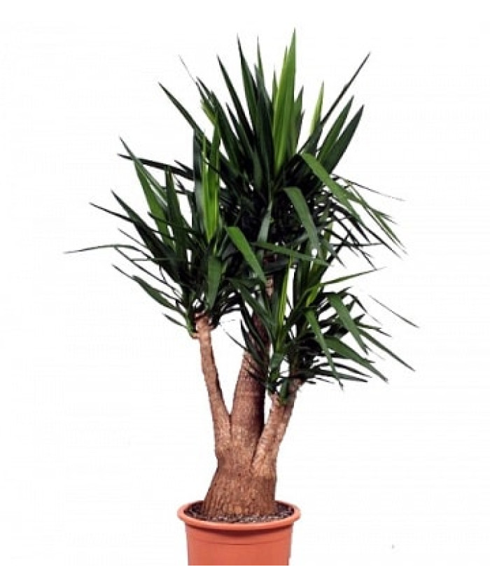 Юкка Бранч 21х80см