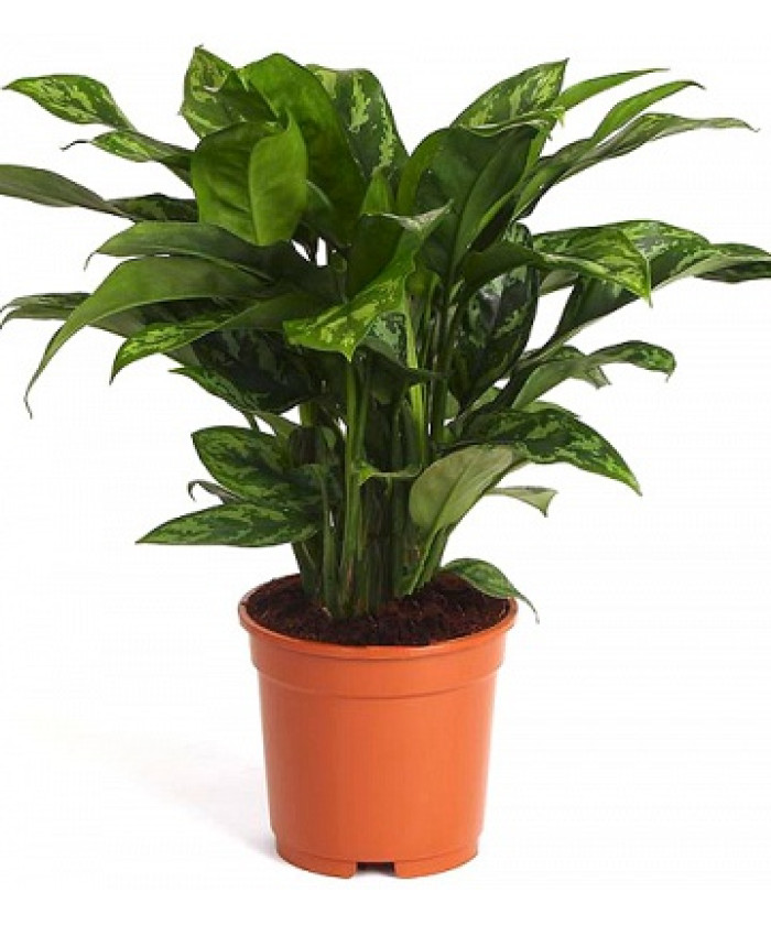 Аглаонема Мария 12/40см