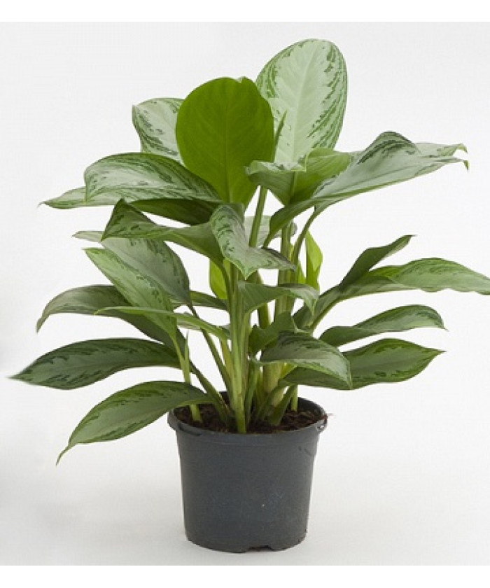 Аглаонема Сильвер Бэй 12/40см