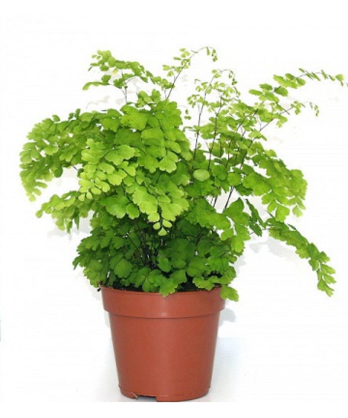 Адиантум Фрагранс 12/30см