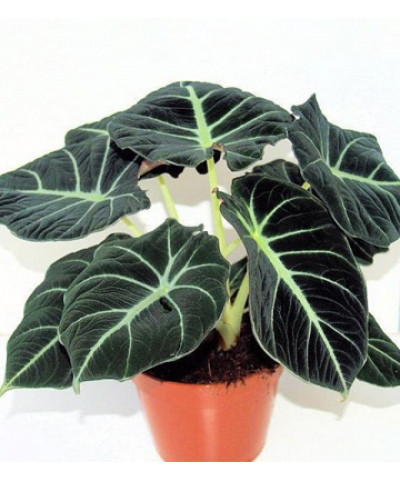 Алоказия Блэк Вельвет 11х30см