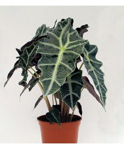 Алоказия Полли 12/30см