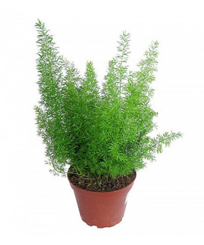 Аспарагус 12/30см