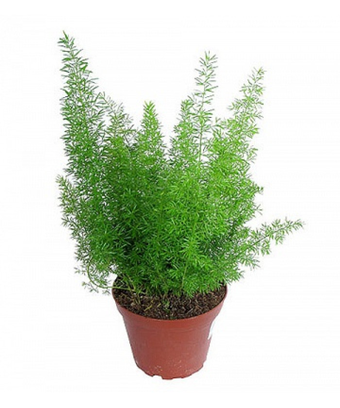 Аспарагус 12/30см