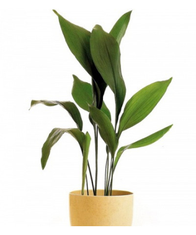 Аспидистра Элатиор 13/40см